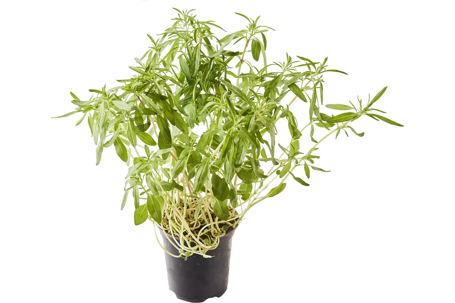 BIO Bonenkruid in pot doos 2st stuk 1